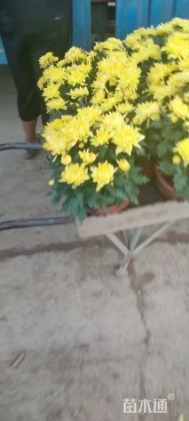 高度50厘米菊花