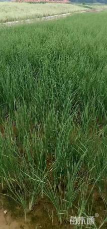 高度50厘米香蒲