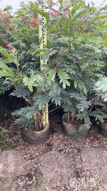 高度90厘米红绒球