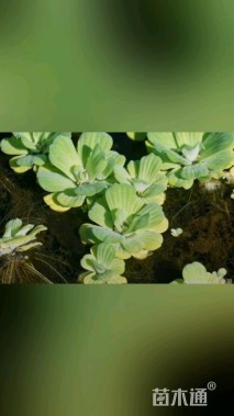 高度10厘米大薸