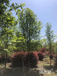 12公分白玉兰