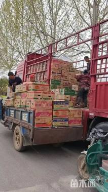 高度20厘米百日草