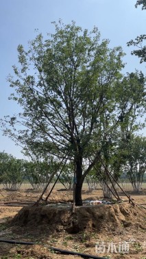 高度800厘米丛生蒙古栎