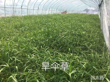 高度60厘米旱伞草