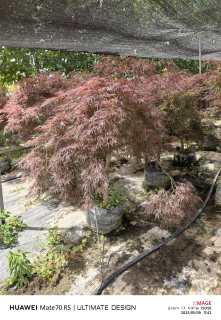 高度100厘米羽毛枫