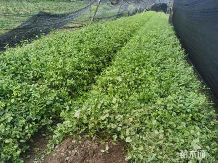 高度40厘米花叶蔓长春