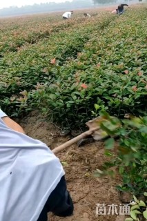 高度40厘米红叶石楠绿篱苗