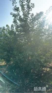 高度400厘米丛生五角枫