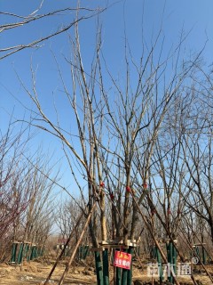 60公分(5杆)丛生榔榆