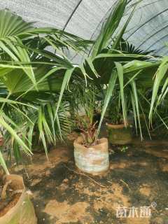 裸干高30厘米矮蒲葵