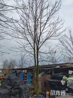 15公分美国红枫