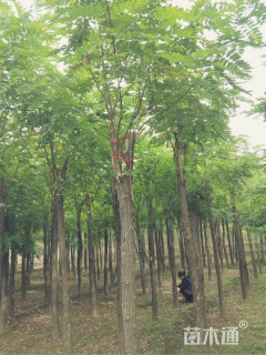 15公分嫁接香花槐