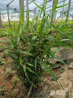 高度50厘米风铃草
