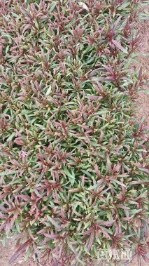 高度30厘米千鸟花