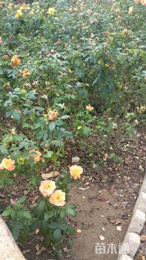 高度50厘米品种月季