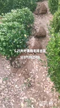 冠幅150厘米大叶黄杨球