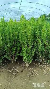 高度40厘米瓜子黄杨