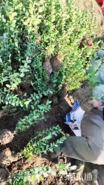 高度30厘米卫矛