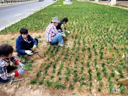 高度5厘米玉龙草