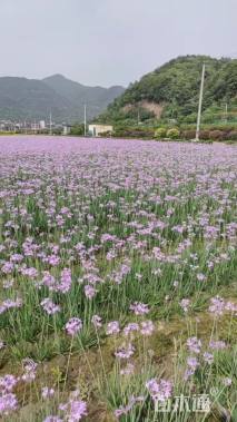 高度40厘米紫娇花