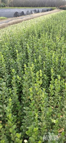 高度30厘米卫矛