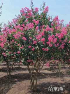 高度450厘米红花紫薇