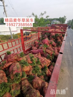 高度12厘米麦冬