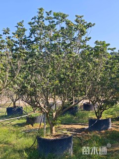 高度300厘米黄皮