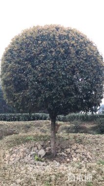 22公分桂花