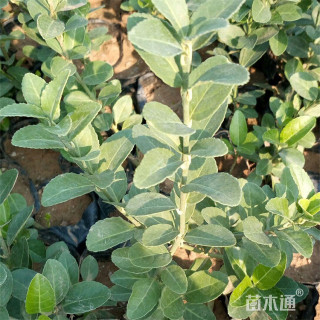 30厘米大叶扶芳藤苗