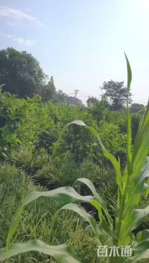 高度150厘米五彩锦带