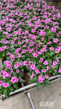 高度20厘米长春花