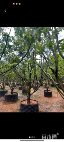 高度250厘米黄皮