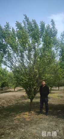 10公分骨里红梅