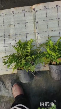 高度25厘米贯众