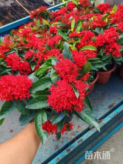 高度25厘米泰国龙船花