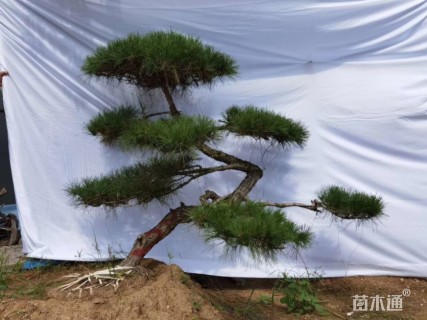 15公分造型赤松