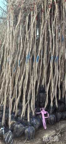 150厘米多花紫藤