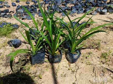 高度35厘米大花萱草