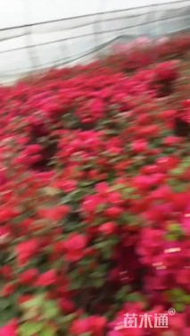 1厘米炮仗花