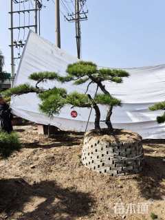 高度200厘米黑松