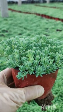 高度10厘米薄雪万年草