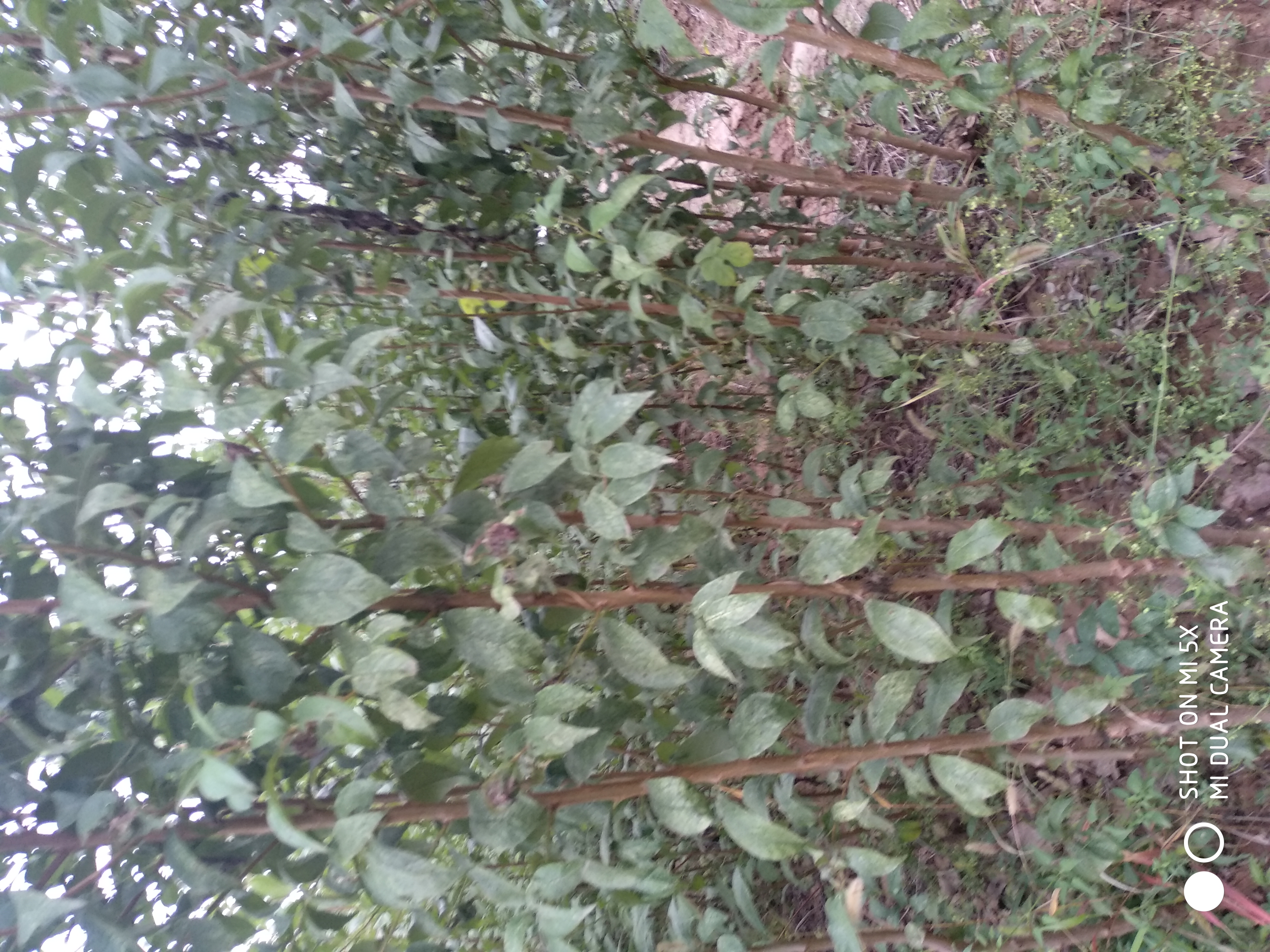 高度100厘米黑李子