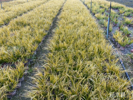 高度30厘米金叶石菖蒲