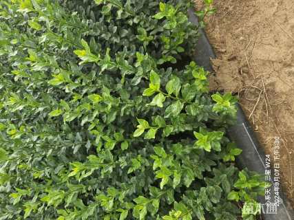 高度50厘米卫矛