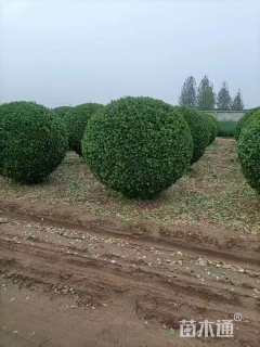 高度110厘米冬青卫矛