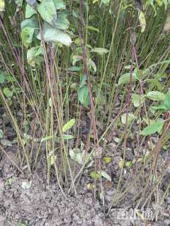 高度80厘米红瑞木