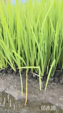 高度50厘米鸢尾