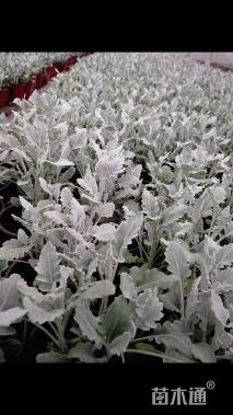 高度25厘米银叶菊