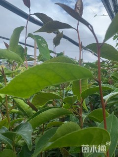 0.3公分红花油茶